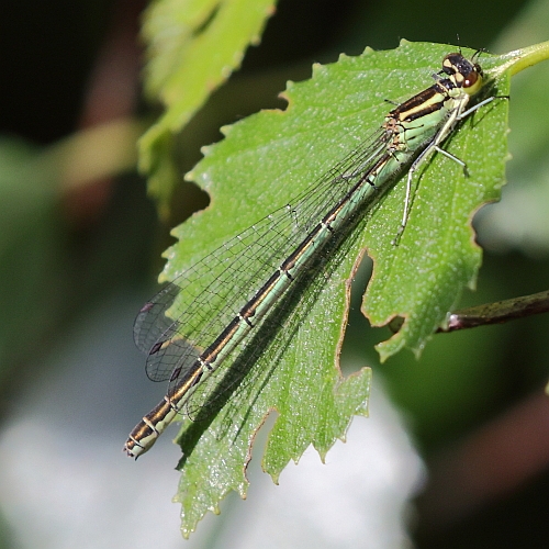 Coenagrion hastulatum (Northern Damselfly) female 2.JPG